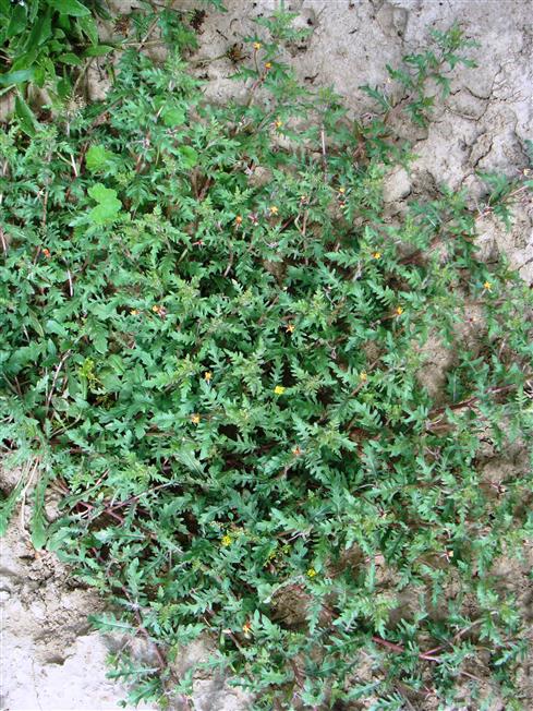 Oenothera laciniata
